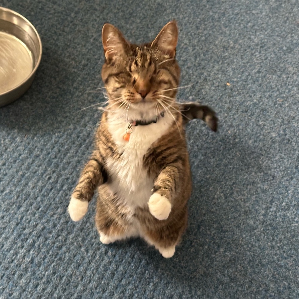 Meet your Posher, Chrissy